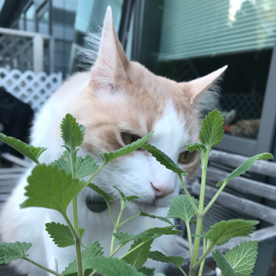 cat and catnip