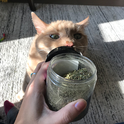 dried-cat-nip_low dried-cat-nip_low