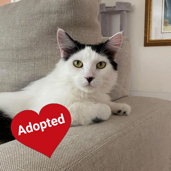 CSD-penelope-adopted