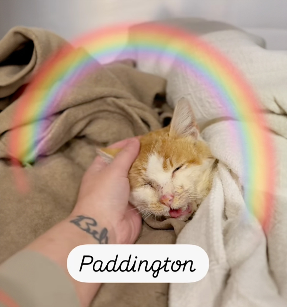 Paddington Kitty
