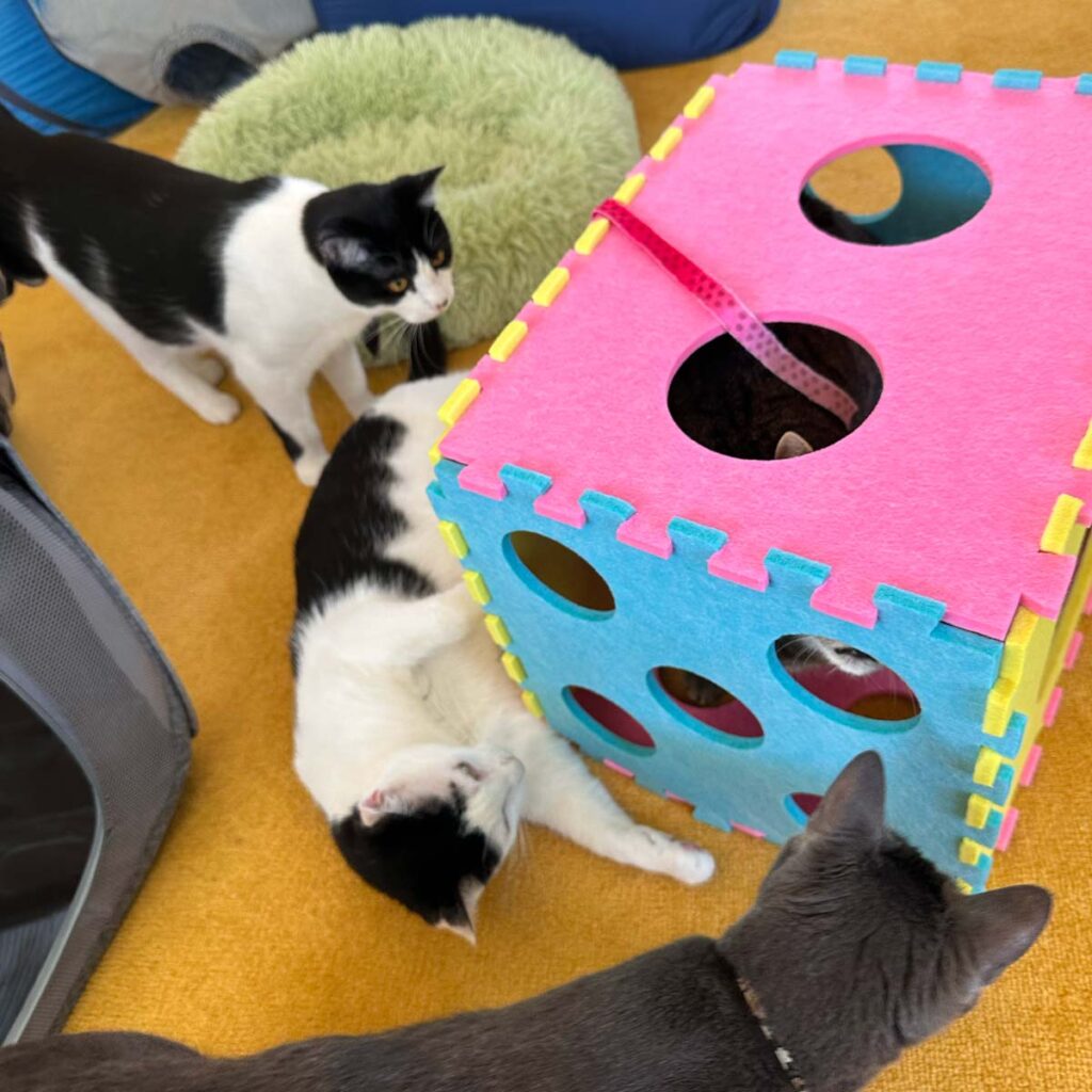 titunes kittens product recommended