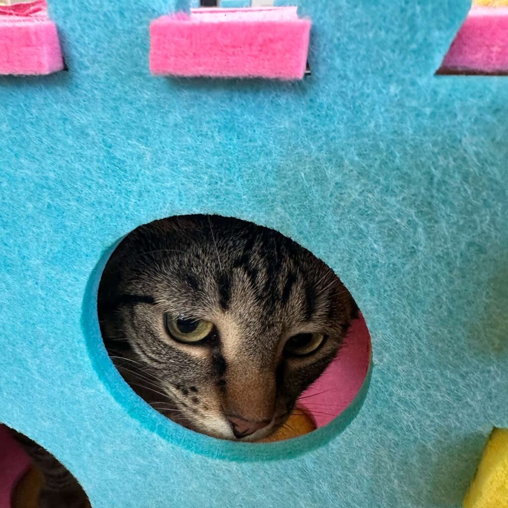 titunes kittens product recommended