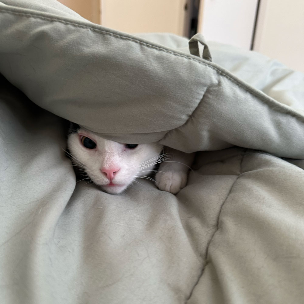 TK-blog-why-cat-following-everywhere
