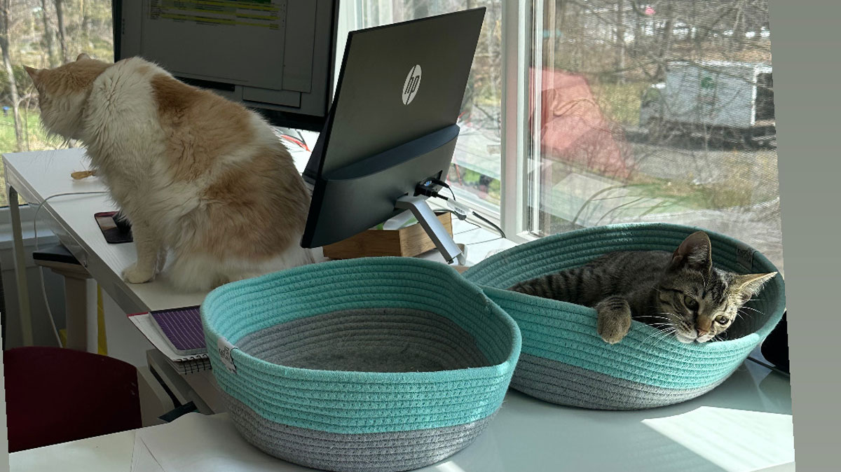 TK-blog-why-cat-following-everywhere